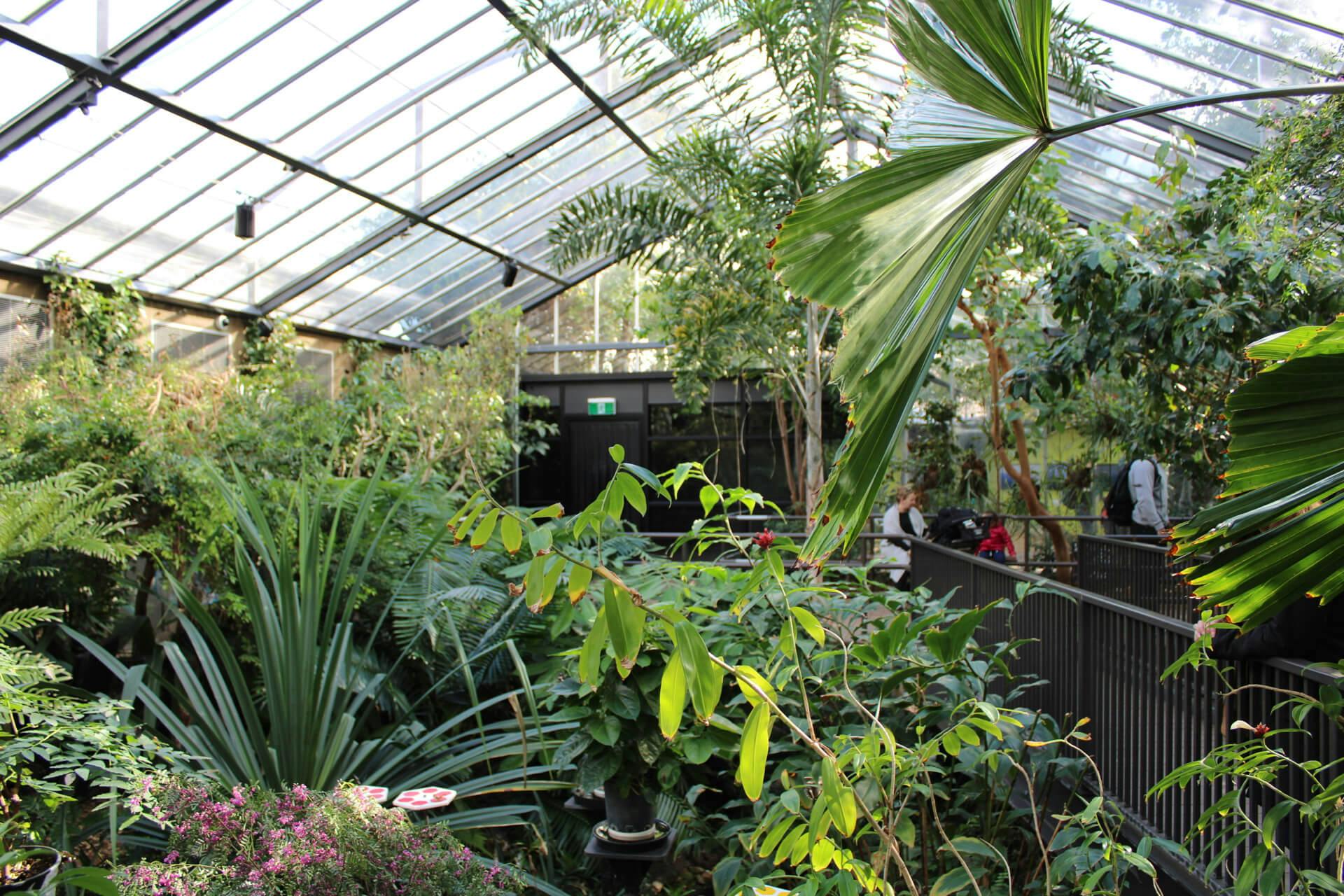 Plants within Butterfly House